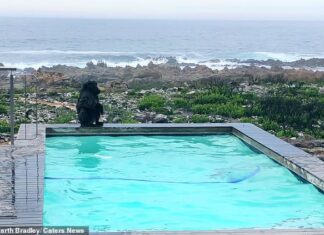 Man Looks Out Window To See Some Unexpected Guests Having A Blast In The Pool