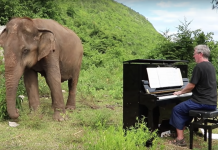 The Beautiful Moment A Man Plays Bach For A Blind Elephant