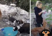 Woman Spent Her Last Penny To Help A Bunch Of Homeless Dogs In Need