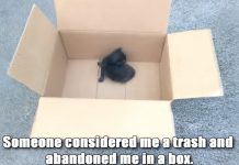 The Poor Little Thing Was Ignored By All – Until She Showed Up