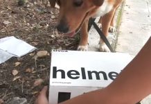 Dog Finds Box On The Side Of The Road, Becomes The Best Foster Dad