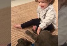 Mom And Dad Were Told To Not Let Their Baby Girl Around A Pit Bull