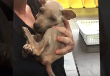 Stray Snuggles Into Rescuer’s Arms Knowing That He’s Finally Safe
