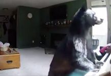 Family Checks Security Camera Footage And Sees A Bear Playing The Piano