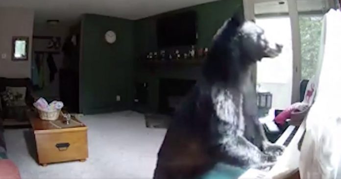 bear-playing-piano