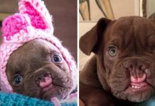 Odd-Looking Puppy Abandoned By Breeder Wonders If He Could Ever Be Loved