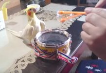 Bird Sees Dad Jamming, Copies Him By Playing The Drum