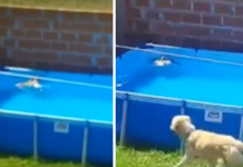 Bird Seen Drowning In The Pool, But The Family’s Dog Comes To The Rescue