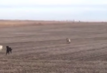 Man’s Black Lab Runs Off, Comes Back And Jumps In Car With New Friends