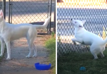 Blind And Deaf Dog Senses Dad Coming Home From Work And Gets Ready