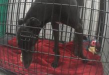 Greyhound Kept In A Tiny Cage At A Blood Bank Gets To See The Ocean