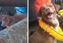 Lost Dog 130 Miles Away From Shore Is Exhausted When Found By Oil Rig Workers