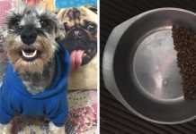 New Dog Mom Sees That Her Rescue Always Saves Half Of His Food
