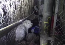 Stray Dog Rescue Leads To Act Of Kindness Toward A Homeless Man