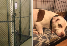 Last Dog Adopted From The Shelter Smiles After Stepping Into His New Home