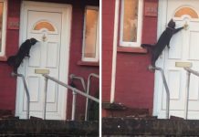 Clever Cat Is Seen Knocking On The Door Just As A Human Would Do