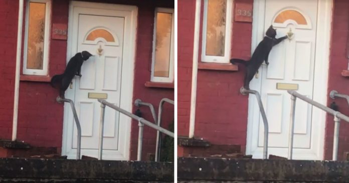 cat-knocks-door