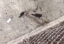 Two Kittens Were Trapped In The L.A. River With A Big Storm On The Way