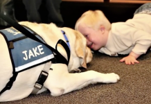 Kid’s Afraid To Tell His Traumatic Story, But Then A Dog Gets Down Beside Him