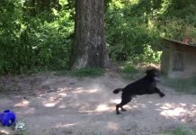 Six Years On A Chain Weren’t Going To Keep This Good Boy Down