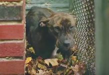 Cops Had Given Up On Finding Abandoned Dog Before Taking One Last Look