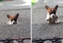 Corgi Puppy’s First Attempt To Get Up The Steps Is An Adorable One