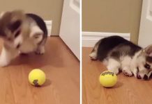 Tiny Corgi Pup Goes Bananas Trying To Figure Out What A Tennis Ball Is