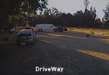 Small Dog’s Being Carried Off By A Coyote When Neighbor’s Heroic Dog Comes Running