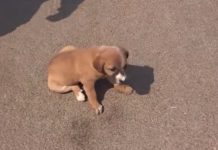 Tiny Pup Couldn’t Walk But Wanted To Heal To Show All The Love In Her Heart