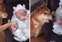 Mom Shows Video Of Her Dog Being The Best Babysitter