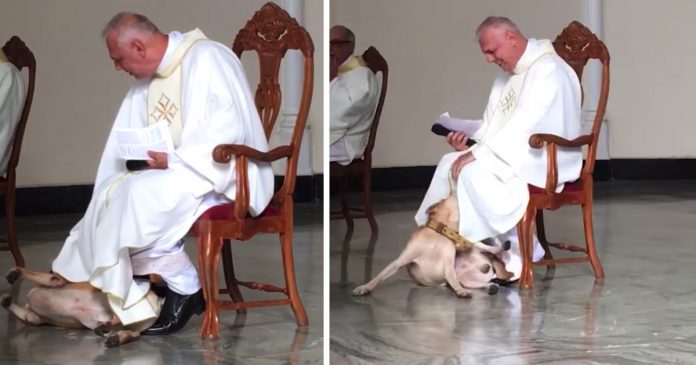 dog-church-service