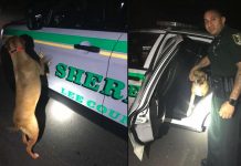 Dog Got Lost From His Family, But He Knew Who To Go To For Help