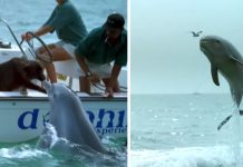 Dolphin Jumps Up To Kiss The Dog Then Does A Little Happy Dance
