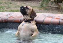 Dog Discovers Relaxing Powers Of A Hot Tub, And The Internet Is Here For It