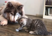 Tiny Kitten Checks Out Ice Cube Before Impatient Husky Intervenes