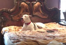 Mom Tells The Sleepy Great Dane Who’s Outside, And The Dogs Run To The Door