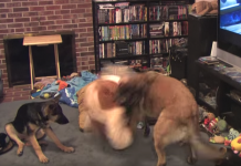 Dad Puts On Dog’s Favorite Movie, And The Dog Starts Raging