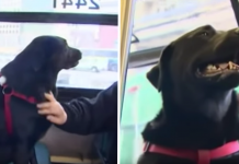 Clever Dog Takes The Bus By Herself Every Day To Go To The Park