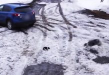 Puppy Is About To Be Hit By A Car When The Dog Comes To The Rescue
