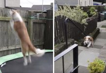Dad’s Riding The Train To Work, And His Dog Comes Up And Sits Beside Him