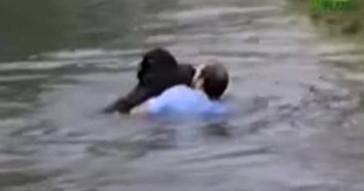 drowning-chimp-rescue