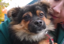 Pup Rescued From Hell On Earth Learns To Be A Dog Right Before Their Eyes