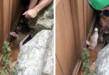 Strange Noise Is Heard Coming From Back Yard, Family Finds Helpless Animal Stuck