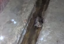 Tiny Kitten Is Found Barely Hanging On In A Ditch, Too Weak To Move On His Own