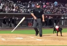 Ump Acts Out Rudely Toward The Bat Dog, And The Crowd Lets Him Hear It