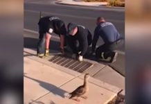 Mama Duck Watches Patiently And Carefully As Firefighters Rescue Her Babies