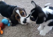 The First Playdate For These Two Puppies Is Off-The-Charts Adorable