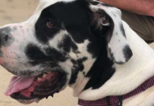 Floyd The Dog Has A Picture Of Himself On His Ear, And People Can’t Unsee It