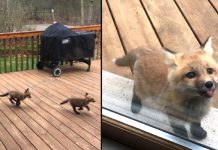 Fox Cubs Decide To Make Grandma’s Porch Their Own Personal Playground
