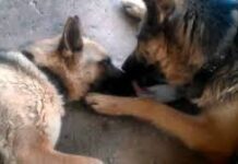 Dad Dog Comforts Mama After She Gives Birth To Four Puppies